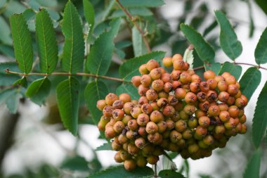 American Cranberry Bush veya Viburnum opulus olarak da bilinir. Amerikan Guelder-Rose, Black Haw, Common Snowball, kramp bark, Water Elder.