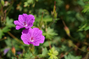 Kanlı vinç faturası ya da sardunya çiçekleri.
