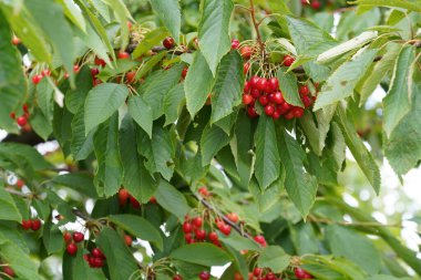 Tatlı kirazlar veya erik avyumu Mazzard, Massard olarak da bilinir.