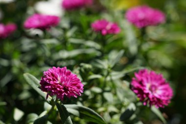 Zinnia elegans, gençlik ve yaş olarak bilinir.