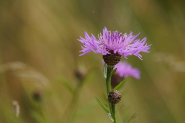 Peruklu knapweed veya Centaurea phrygia