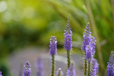 Yaygın lavanta ya da Lavandula angustifolia