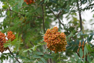 American Cranberry Bush veya Viburnum opulus olarak da bilinir. Amerikan Guelder-Rose, Black Haw, Common Snowball, kramp bark, Water Elder.
