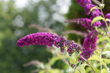 Buda Daviddii, yaygın olarak kelebek çalısı olarak bilinir.