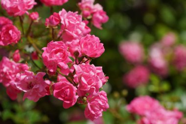 Bahçedeki güzel pembe güller