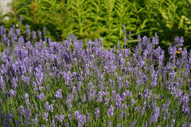 İngiliz lavantası veya Lavandula angustifolia