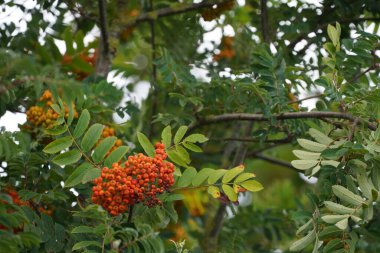 American Cranberry Bush veya Viburnum opulus olarak da bilinir. Amerikan Guelder-Rose, Black Haw, Common Snowball, kramp bark, Water Elder.