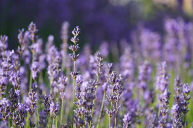 İngiliz lavantası veya Lavandula angustifolia