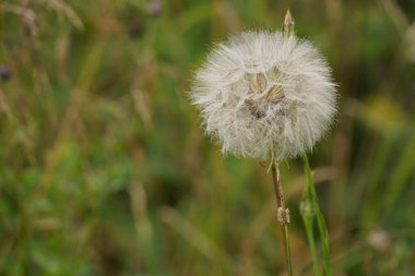 Sarı tuz ya da Tragopogon dubius