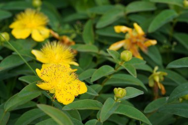 Sürünen St. John otu veya Hypericum kalycinum.