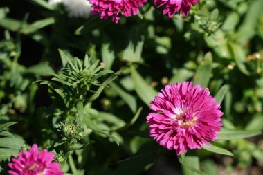 Zinnia elegans, gençlik ve yaş olarak bilinir.
