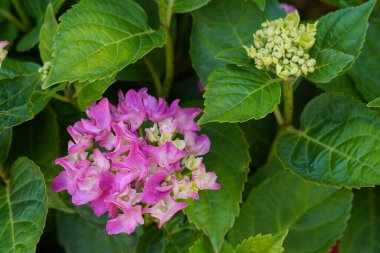 Büyük yapraklı ortanca ya da ortanca makrofili.