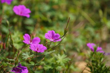 Kanlı vinç faturası ya da sardunya çiçekleri.