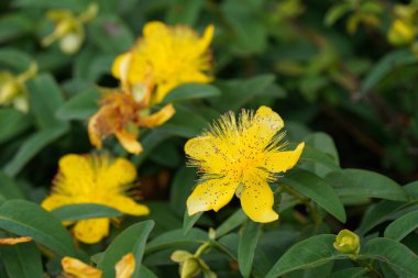 Sürünen St. John otu veya Hypericum kalycinum.