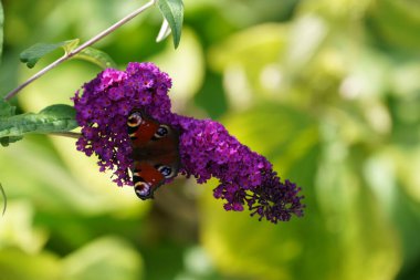 Buda Daviddii, yaygın olarak kelebek çalısı olarak bilinir.