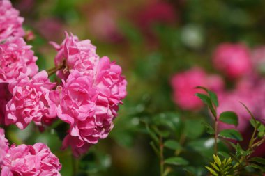 Multiflora gülleri veya Rosa multiflora