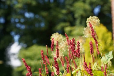 Redshank veya Persicaria maculosa Leydi 'nin baş parmağı olarak da bilinir, Jesusplant.