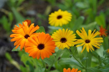 Kadife çiçekleri ya da Calendula görevlileri ayrıca tavuk ve tavuk olarak da bilinir, Ruddles