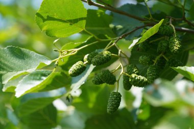 Siyah kızılağaç ya da Alnus glutinosa