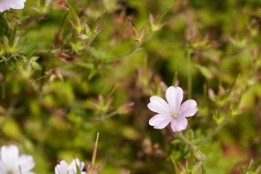 Beyaz Catharanthus gülü, Madagaskar menekşesi olarak bilinir.