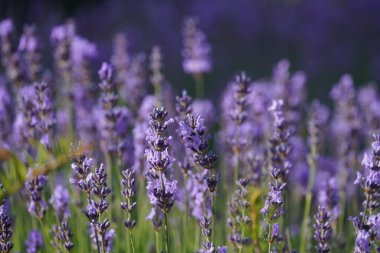 İngiliz lavantası veya Lavandula angustifolia