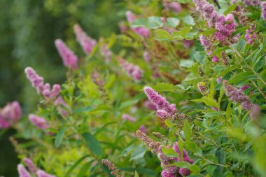 Pembe gül spirea veya Spiraea douglasii Sert çan kulesi çalısı olarak da bilinir.