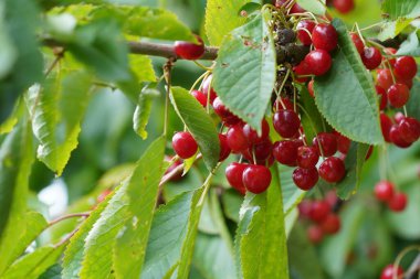 Tatlı kirazlar veya erik avyumu Mazzard, Massard olarak da bilinir.