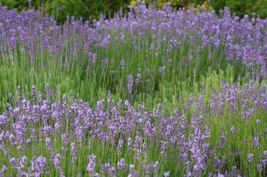 İngiliz lavantası veya Lavandula angustifolia