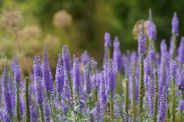 stock image Common lavender or Lavandula angustifolia