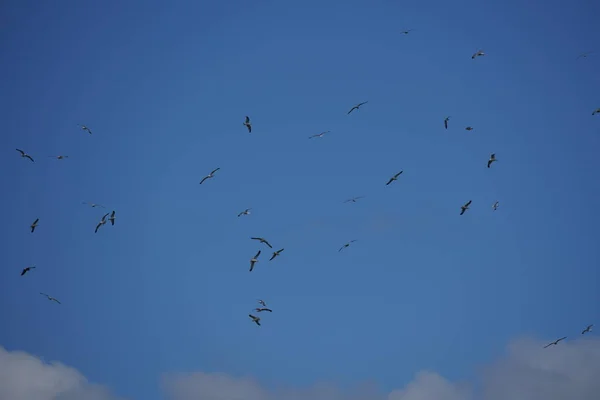 Flok Fugle Der Flyver Blå Himmel - Stock-foto