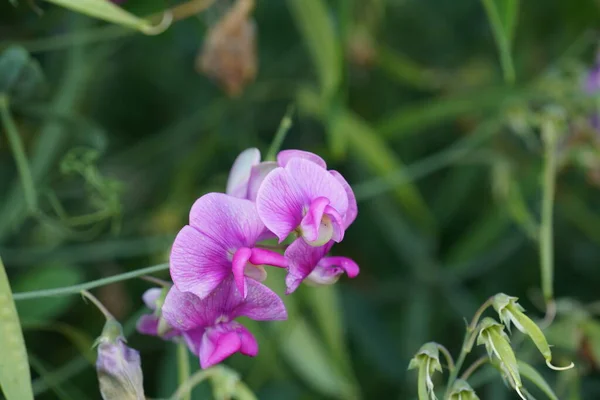 Phalaenopsis Conocido Comúnmente Como Orquídeas Polilla Die Lan Shu — Foto de Stock