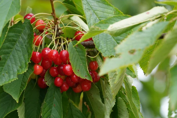 Édes Cseresznye Vagy Prunus Avium Más Néven Mazzard Massard — Stock Fotó