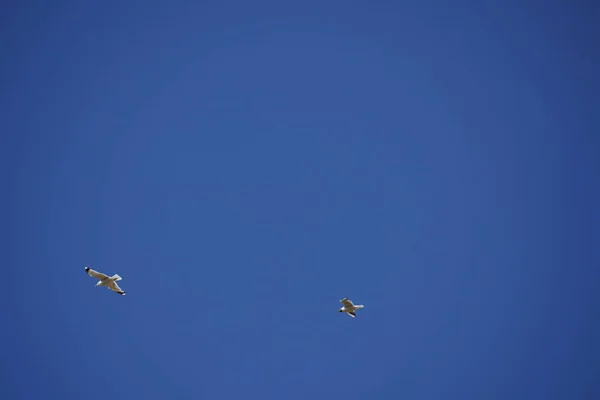 Stormo Uccelli Che Volano Nel Cielo Blu — Foto Stock