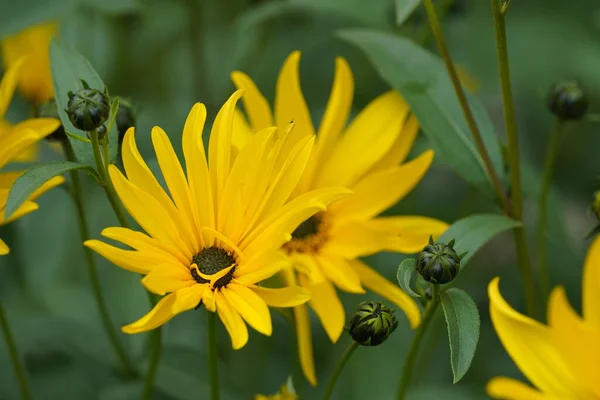 stock image Jerusalem artichoke or Helianthus tuberosus flowers