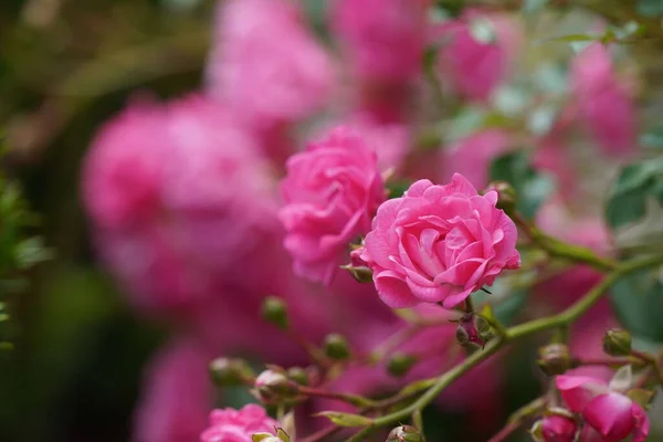Мультифлора Роза Многоцветковая — стоковое фото