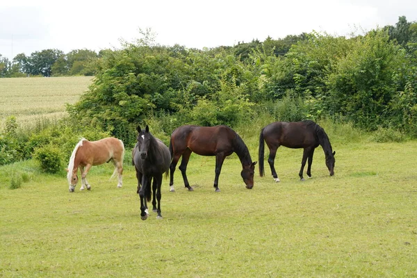 Paarden Grazen Overdag Groene Weide — Stockfoto