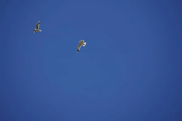 Stado Ptaków Lecących Błękitnym Niebie — Zdjęcie stockowe