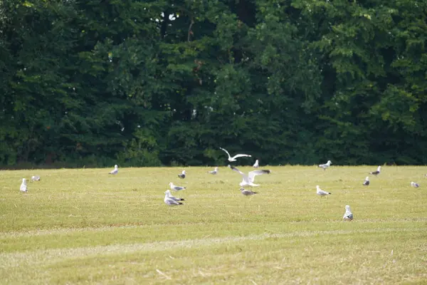 鸽子在绿色的草地上飞翔 — 图库照片