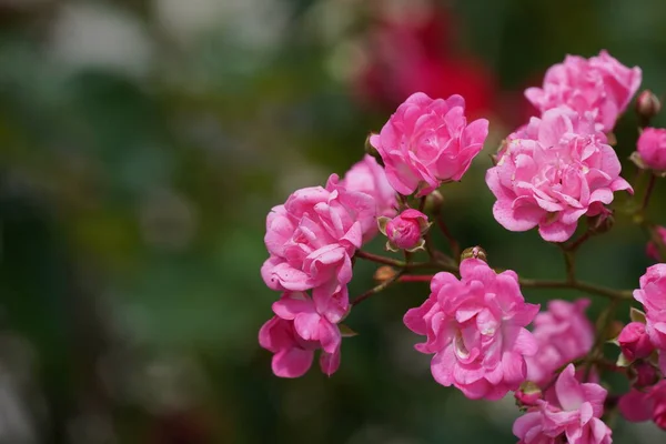多花性バラまたはローザ多花性 — ストック写真