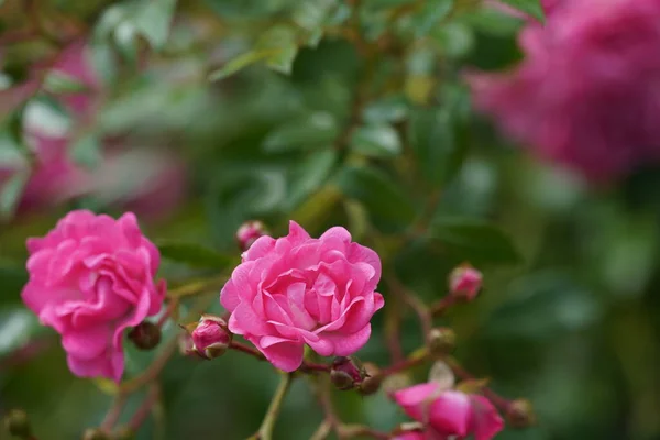 Мультифлора Роза Многоцветковая — стоковое фото