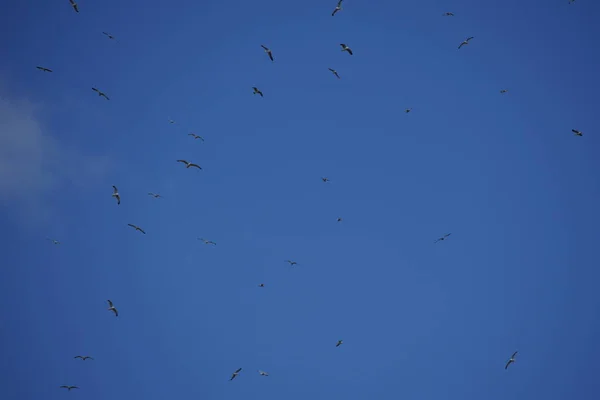 Turmă Păsări Care Zboară Cerul Albastru — Fotografie, imagine de stoc