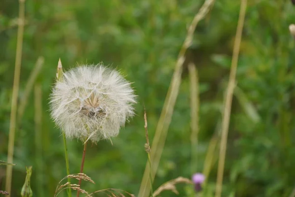 Salsifíes Amarillos Tragopogon Dubius —  Fotos de Stock