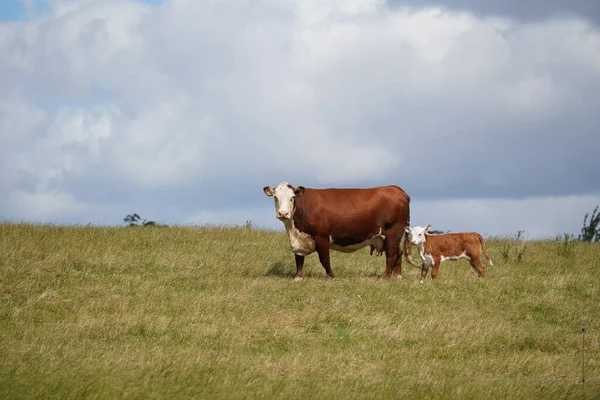 Vacas Pastando Prado Verde Durante Dia — Fotografia de Stock