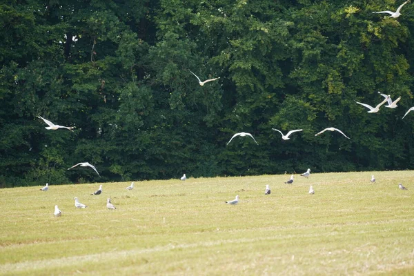 Pigeons Flying Green Meadow — Stock Photo, Image