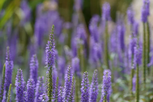 Lavendel Lavandula Angustifolia — Stockfoto