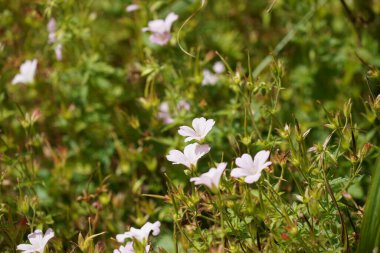 Beyaz Catharanthus gülü, Madagaskar menekşesi olarak bilinir.