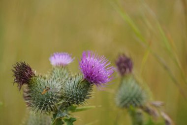 Peruklu knapweed veya Centaurea phrygia