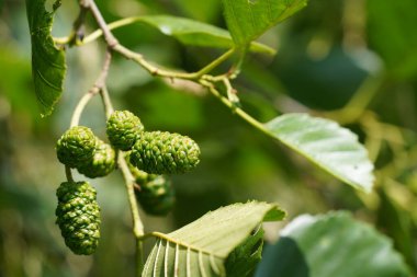 Siyah kızılağaç ya da Alnus glutinosa