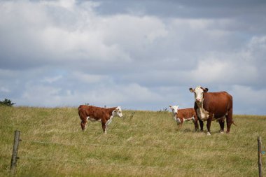 İnekler gündüzleri yeşil çayırlarda otluyor. 
