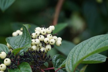 Şubede Syzygium gratum meyveleri